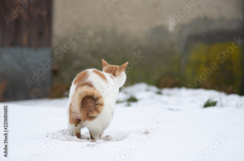 Kot oddający ekskrementy © Aneta