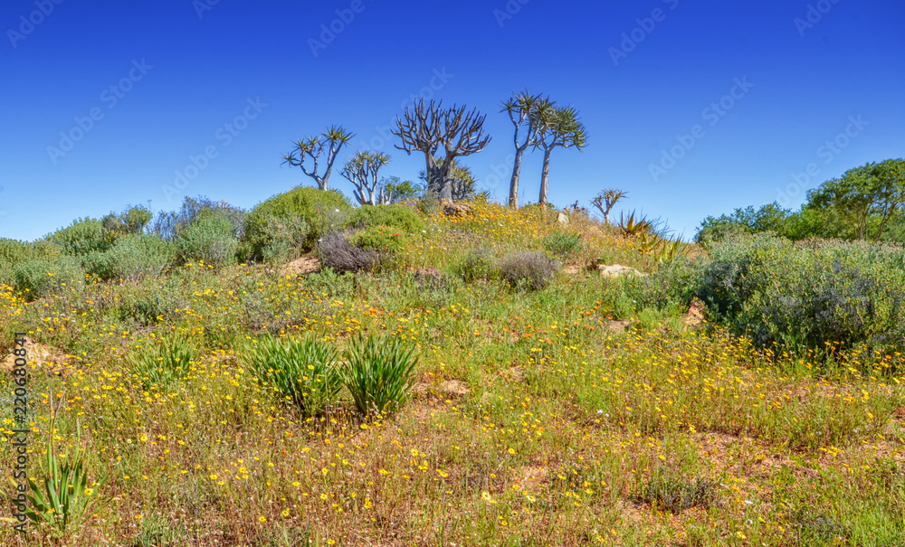 African Spring Flowers