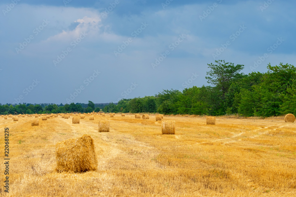 Wheat Field After Harvesting