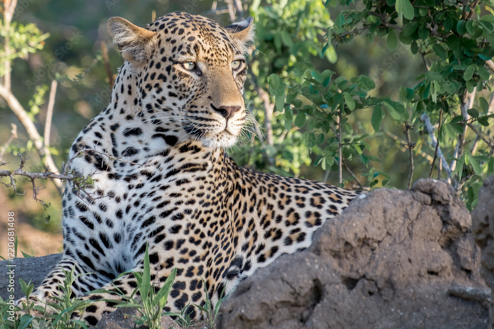 Kruger Park Leopard Kruger Park Leopard