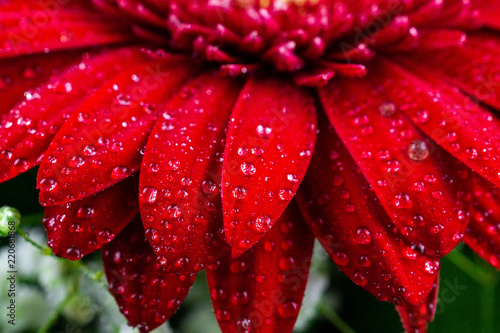 red gerbera in drops of dew