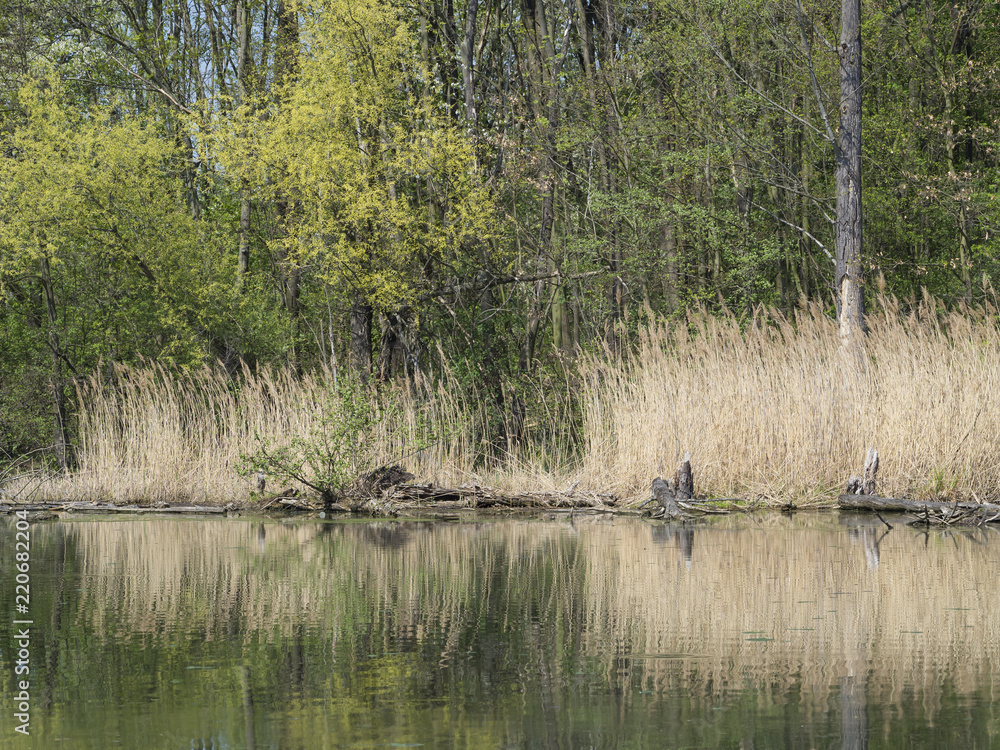 water surface dry grass and trees in swamp lake, spring marchland water landscape water surface dry grass and trees in swamp lake, spring marchland water landscape