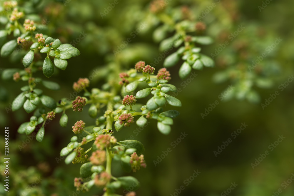 close of green herbal plant with tiny flowers close of green herbal plant with tiny flowers