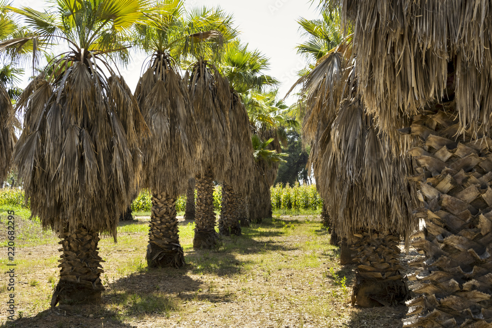 Obraz premium Espacio de terreno con palmeras en fila y con gran cantidad de hojas secas.