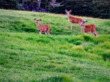 Deer Park Campground Olympic National Park Washington – Hi resolution photograph of deer roaming in the Olympic National Park