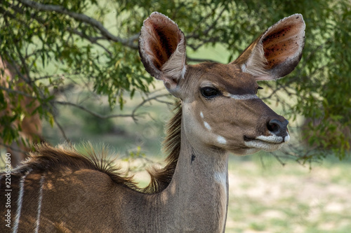 Female Kudu