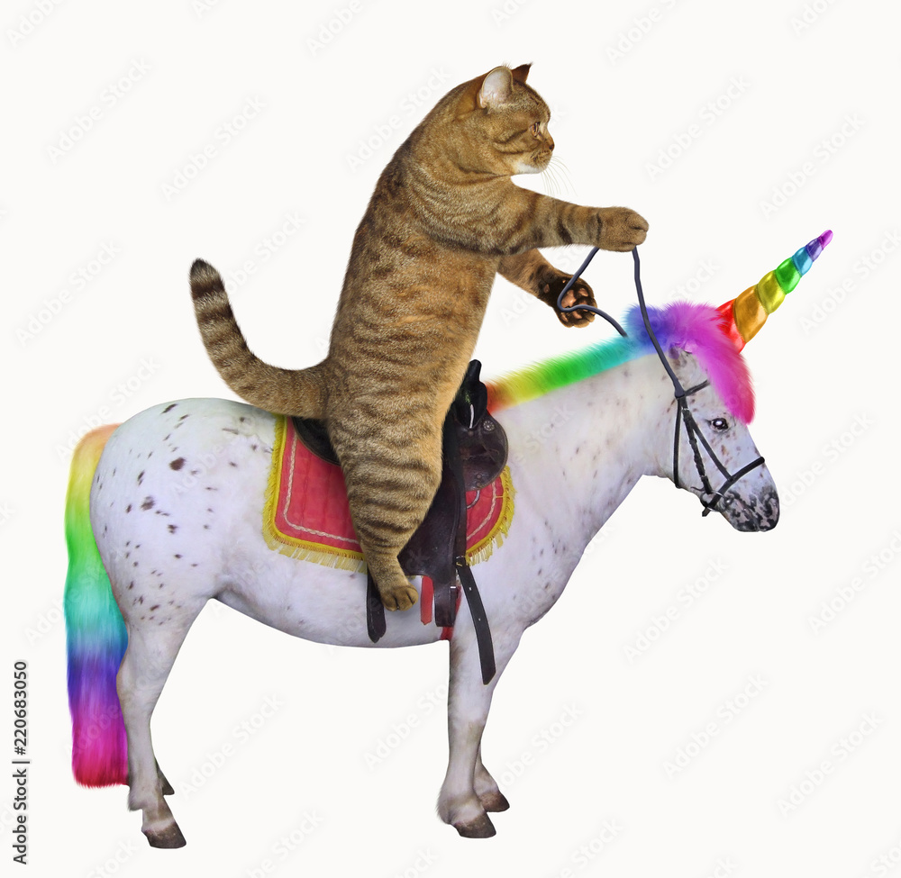 The cat is riding the real unicorn. White background. Stock Photo