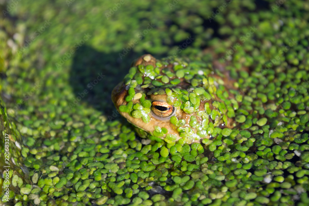 Close-up of resting frog in water camouflaged with duckweed, warm soft sunlight Close-up of resting frog in water camouflaged with duckweed, warm soft sunlight