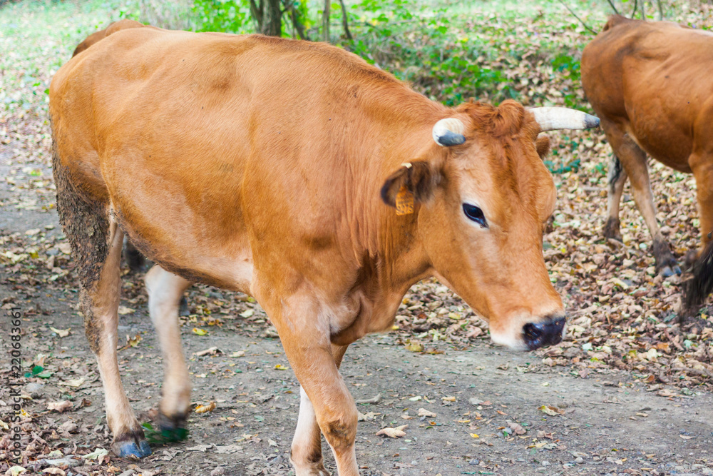 Brown cow in the forest. Asturias, Spain Brown cow in the forest. Asturias, Spain