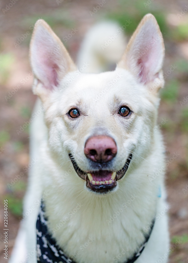White Shepherd Dog Outdoors Closeup Happy Expression