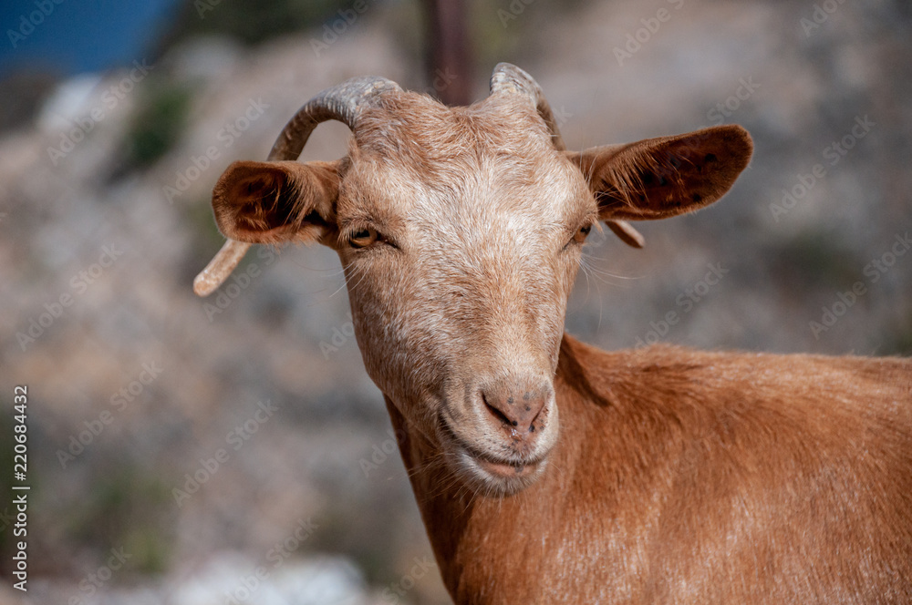Portrait von einer Ziege Portrait von einer Ziege