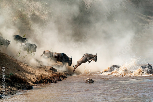 Wildebeest Leaping in Mid-Air Over Mara River © adogslifephoto