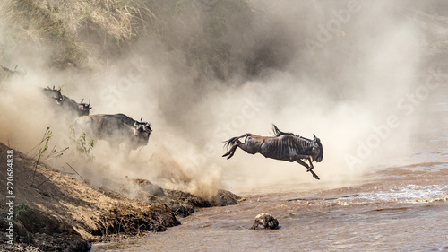 Wildebeest Leaping Into Mara River