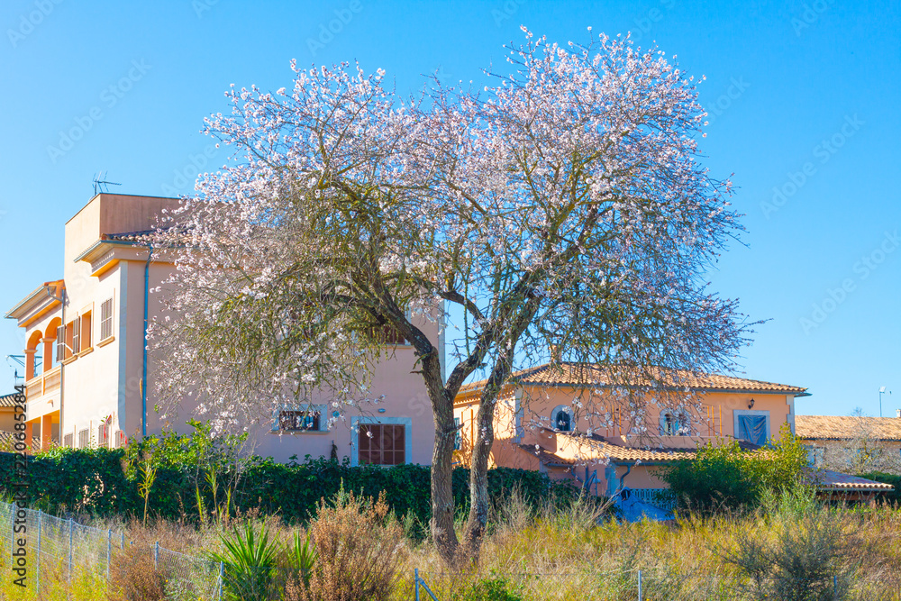 Almond tree in bloom in Costitx, Mallorca, Spain Almond tree in bloom in Costitx, Mallorca, Spain