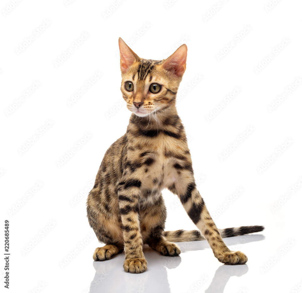 Naklejka premium Portrait of young bengal purebred cat