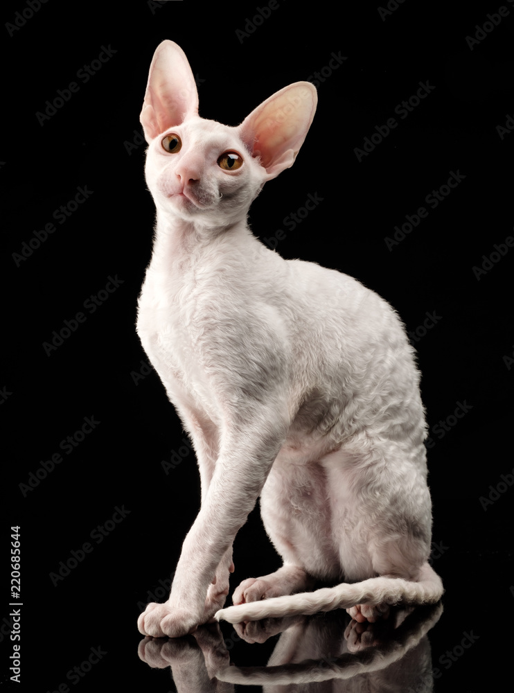 Thoroughbred White Cornish Rex Cat on black background