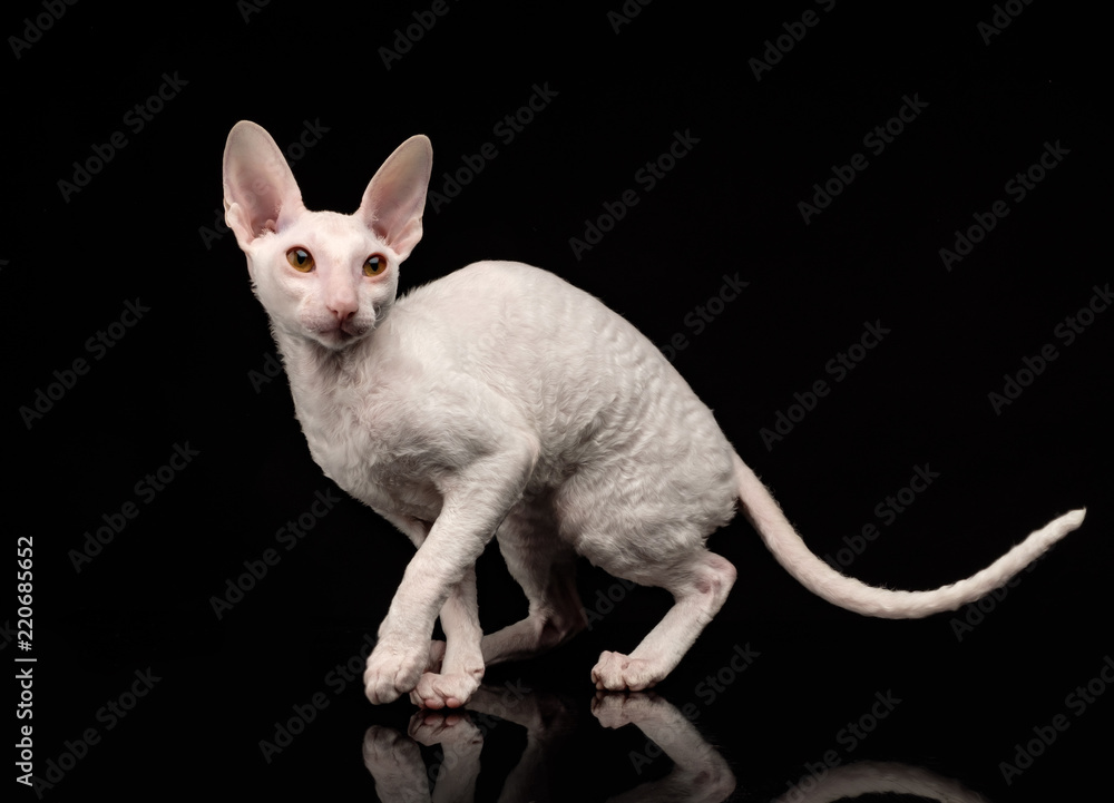 Thoroughbred White Cornish Rex Cat on black background