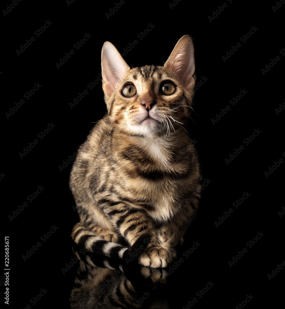 Portrait of young bengal purebred cat