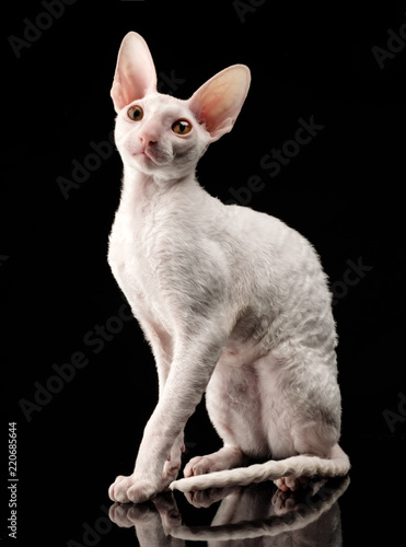 Thoroughbred White Cornish Rex Cat on black background