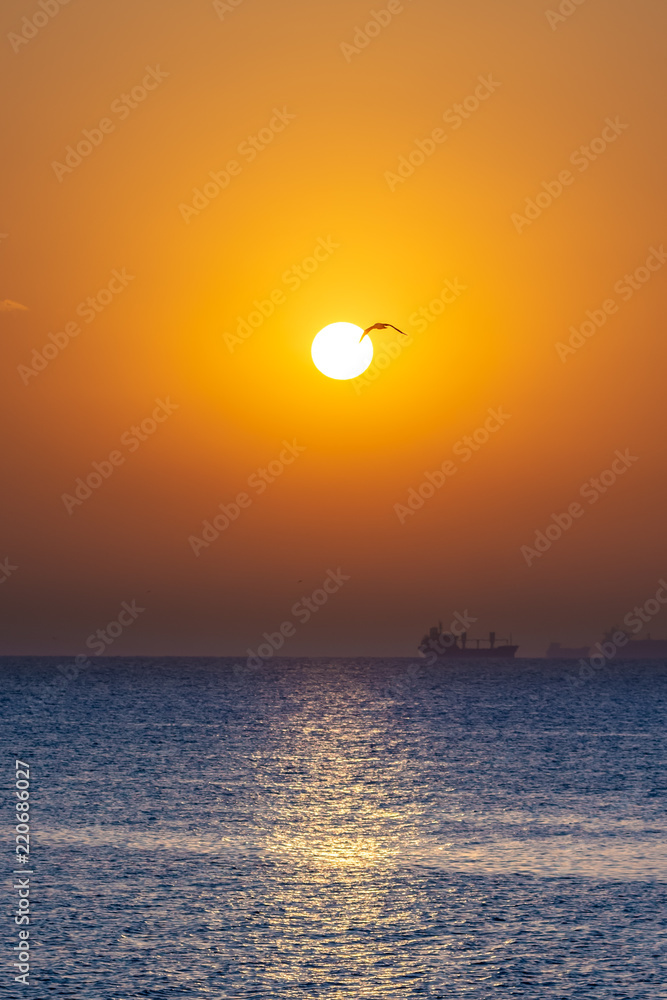 Seagull flying in a beautiful autumn morning on the beach at sunrise. Seagull flying in a beautiful autumn morning on the beach at sunrise.