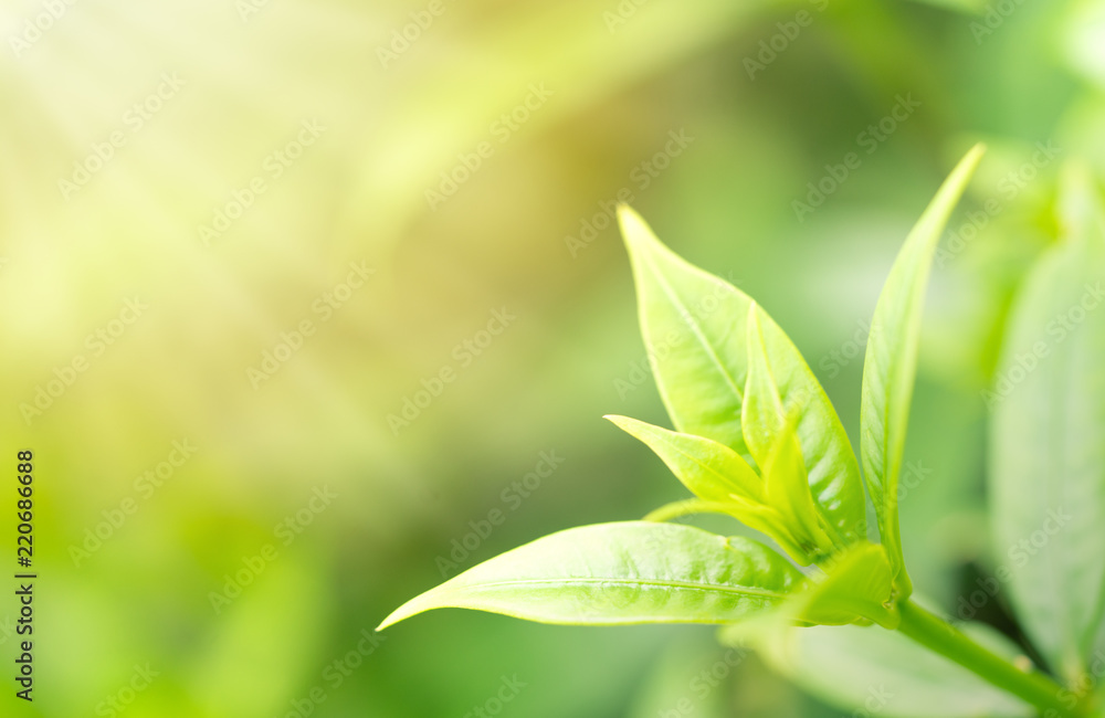 Close up put forth fresh leaves background with sun light Close up put forth fresh leaves background with sun light