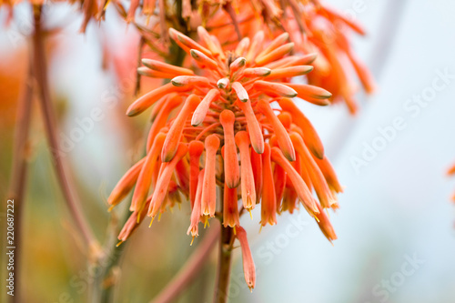 Aloe mitriformis photo