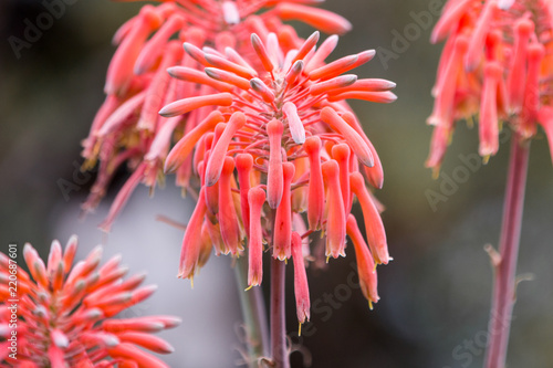 Aloe mitriformis photo