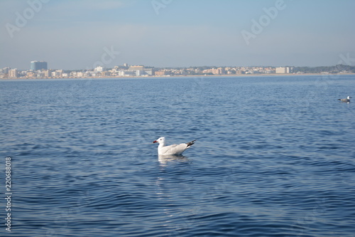 ave acuática, sobre el mar  