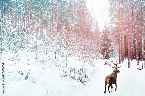 Lonely noble deer against winter fairy forest. Winter Christmas holiday image. Image toned in pink and blue color. © delbars