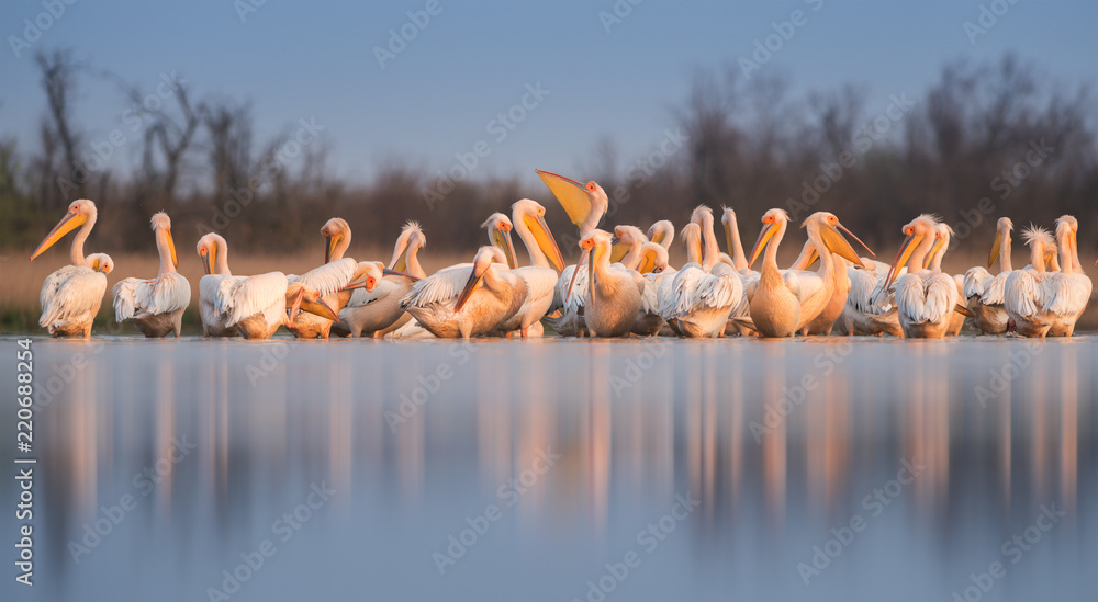 Naklejka premium Great white pelican (Pelecanus onocrotalus). Panoramic view to group of birds
