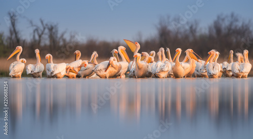 Great white pelican (Pelecanus onocrotalus). Panoramic view to group of birds