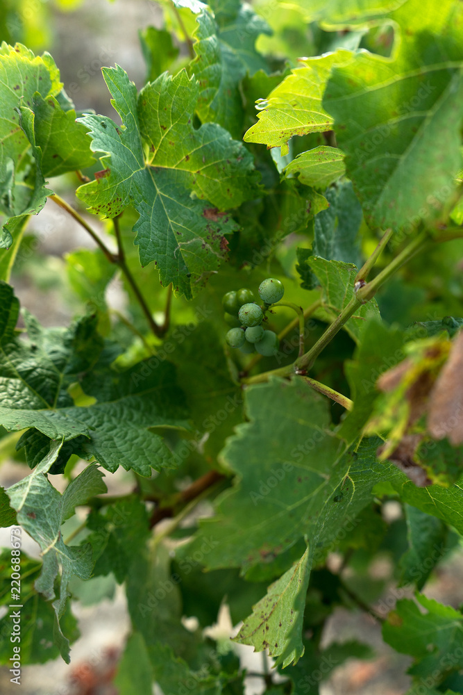 Green grapevine growing in a french vineyard Green grapevine growing in a french vineyard