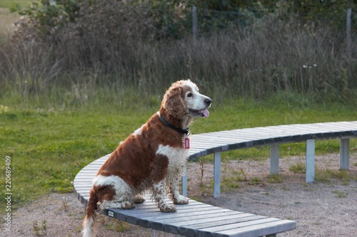 Fotografie Dog in the park