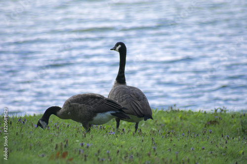 Contemplating Goose