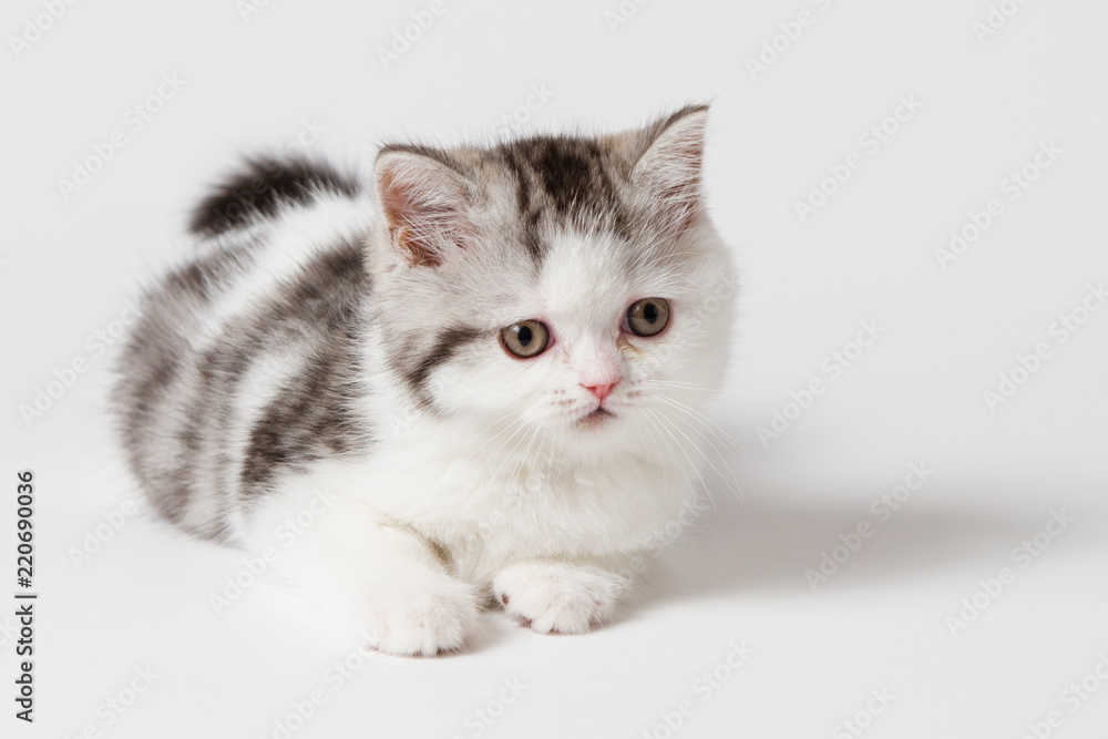 The cute kitten lying on a white background