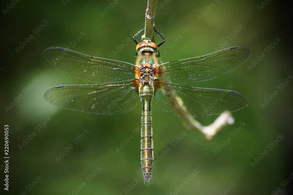 The Perfect Dragonfly The Perfect Dragonfly
