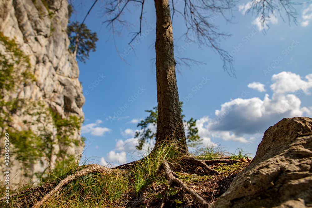 Baum und Himmel