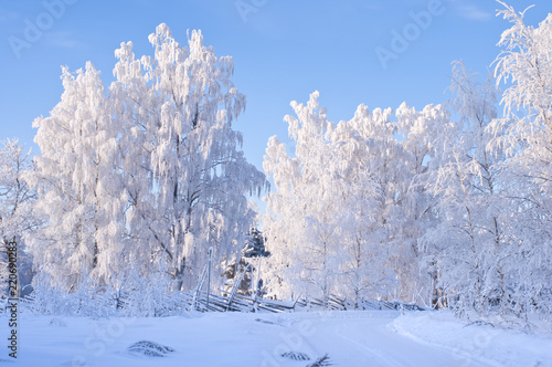 Winter landscape with snow and frost covered trees.