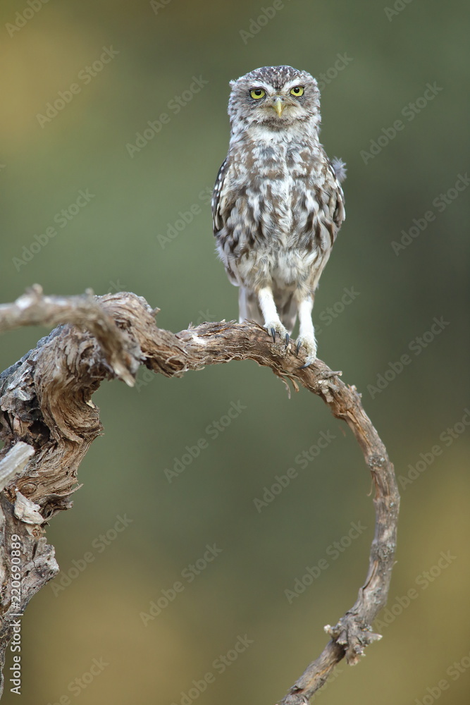 Obraz premium Little owl (Athene noctua) perched on the vine of a vineyard