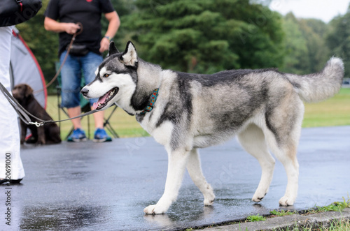 A large gray dog on leash, side view.