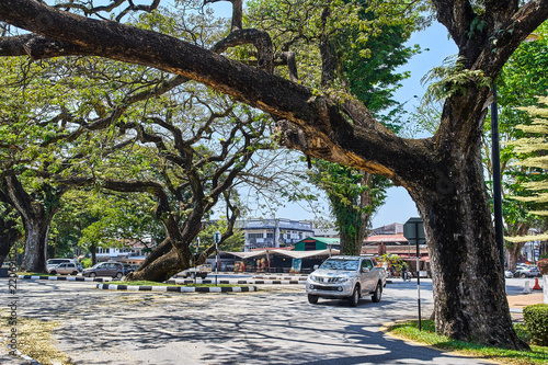 Old tree with long branches along Taiping Lake Gardens or Taman Tasik, Malaysia