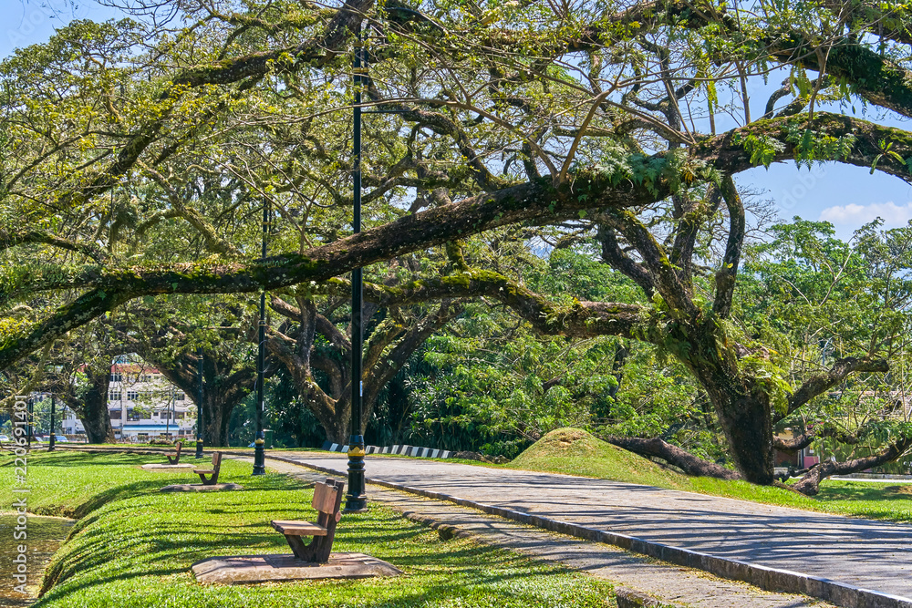 Old tree with long branches along Taiping Lake Gardens or Taman Tasik, Malaysia Old tree with long branches along Taiping Lake Gardens or Taman Tasik, Malaysia