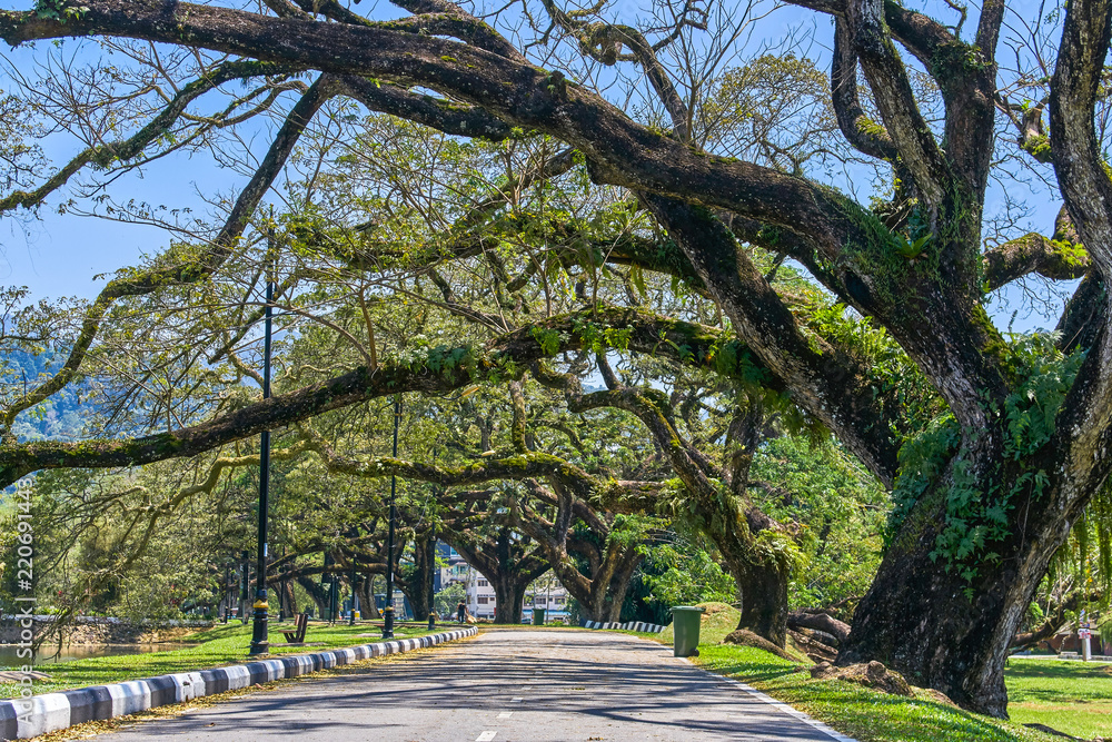 Old tree with long branches along Taiping Lake Gardens or Taman Tasik, Malaysia