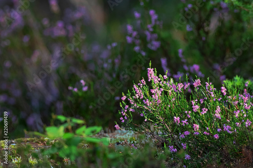 Colorful heather during a s...