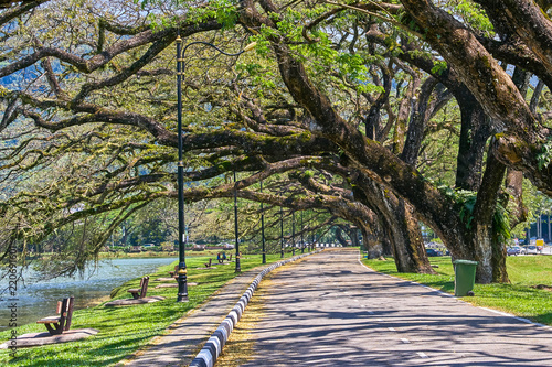 Old tree with long branches along Taiping Lake Gardens or Taman Tasik, Malaysia