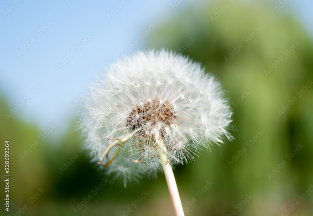 Dandelion close-up