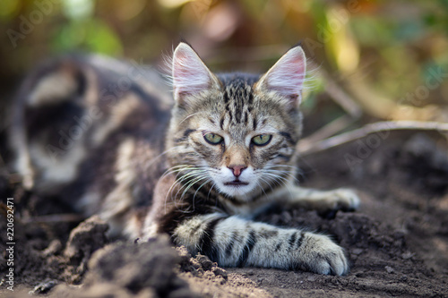 Wallpaper Mural Domestic cat resting outdoor Torontodigital.ca