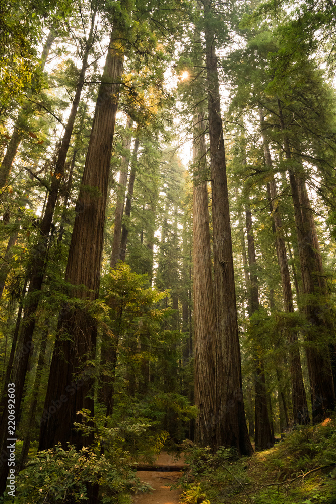 Hiking path through a fern covered redwood forest in California Hiking path through a fern covered redwood forest in California