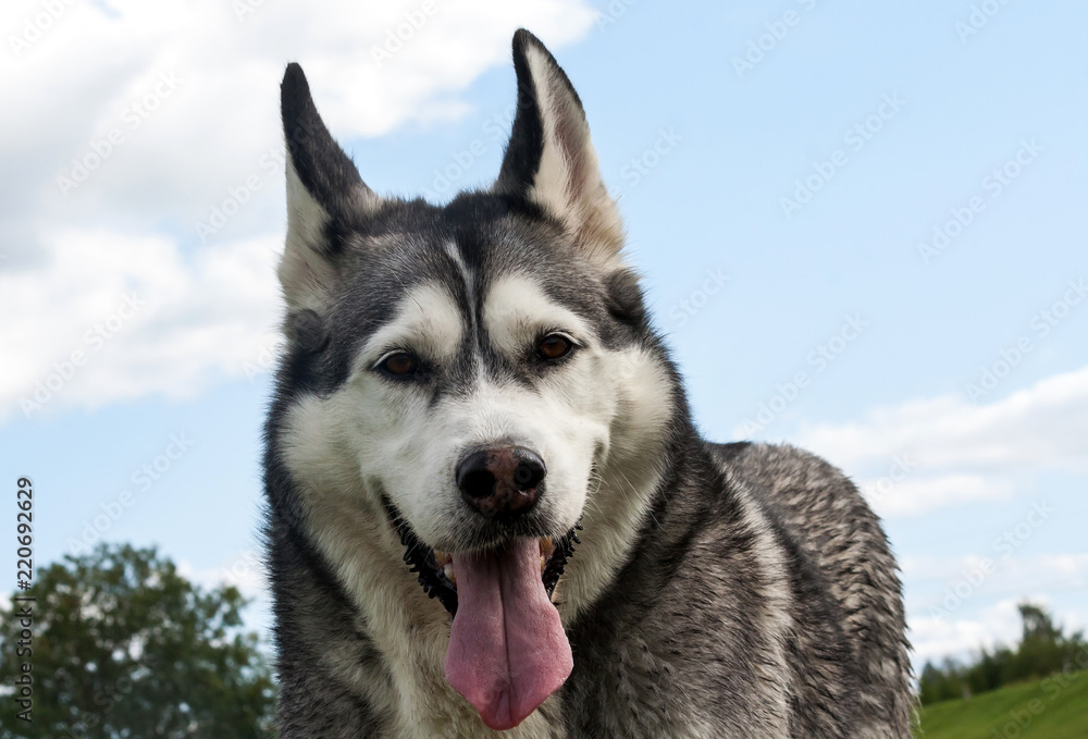 a portrait of the dog's muzzle is a breed of Alaskan malamute, the mouth is open, a long tongue, a funny face, a beautiful dog and a little dirty for a walk,
