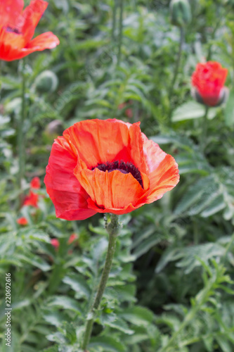 Fototapeta Naklejka Na Ścianę i Meble -  Poppy flower red
